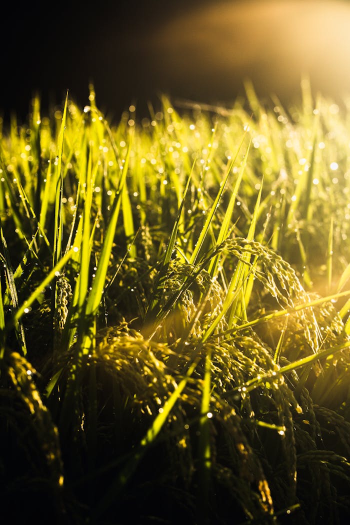 Close-up of lush green rice plants with dew drops illuminated by golden hour sunlight.
