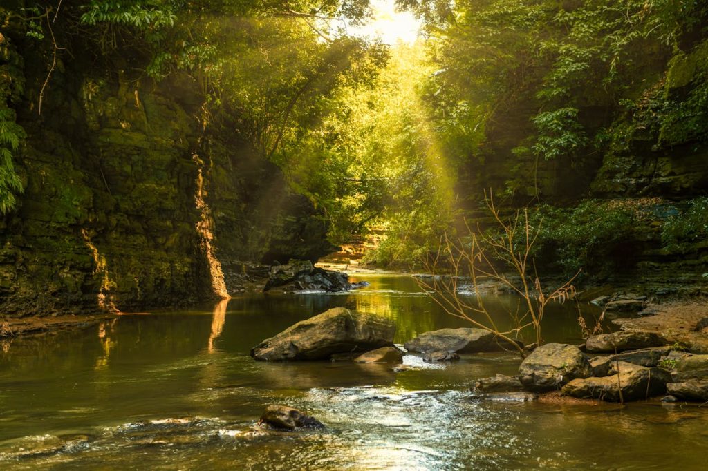 Sunlight streams through the lush forest of Bandarban, illuminating a tranquil creek and rocky landscape.