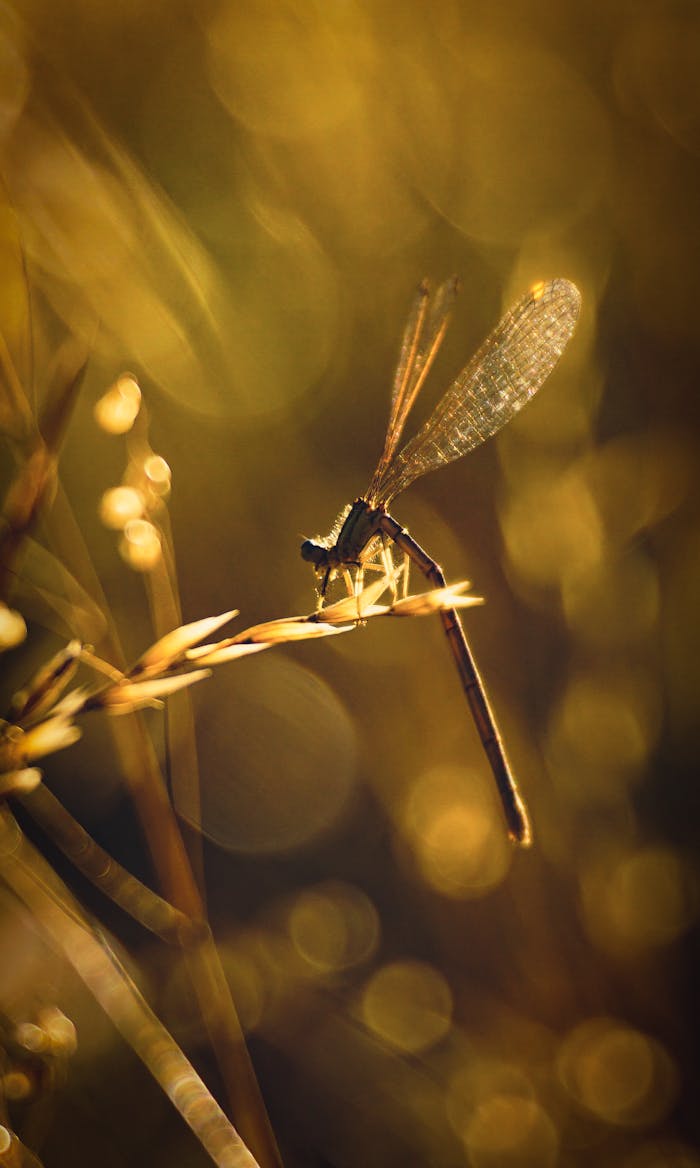 Golden hour close-up of a dragonfly perched on a branch, with a dreamy bokeh background.