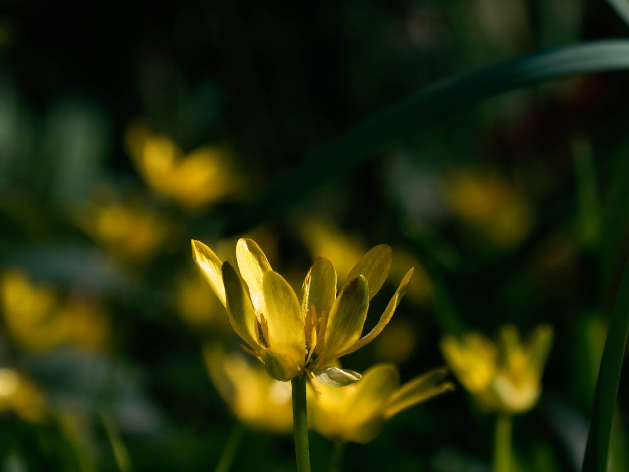 A detailed view of bright yellow flowers blooming in the warm sunlight.