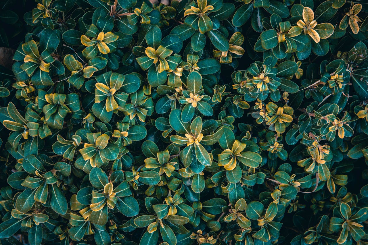 Detailed view of lush green foliage with rich textures, showcasing vibrant plant growth.