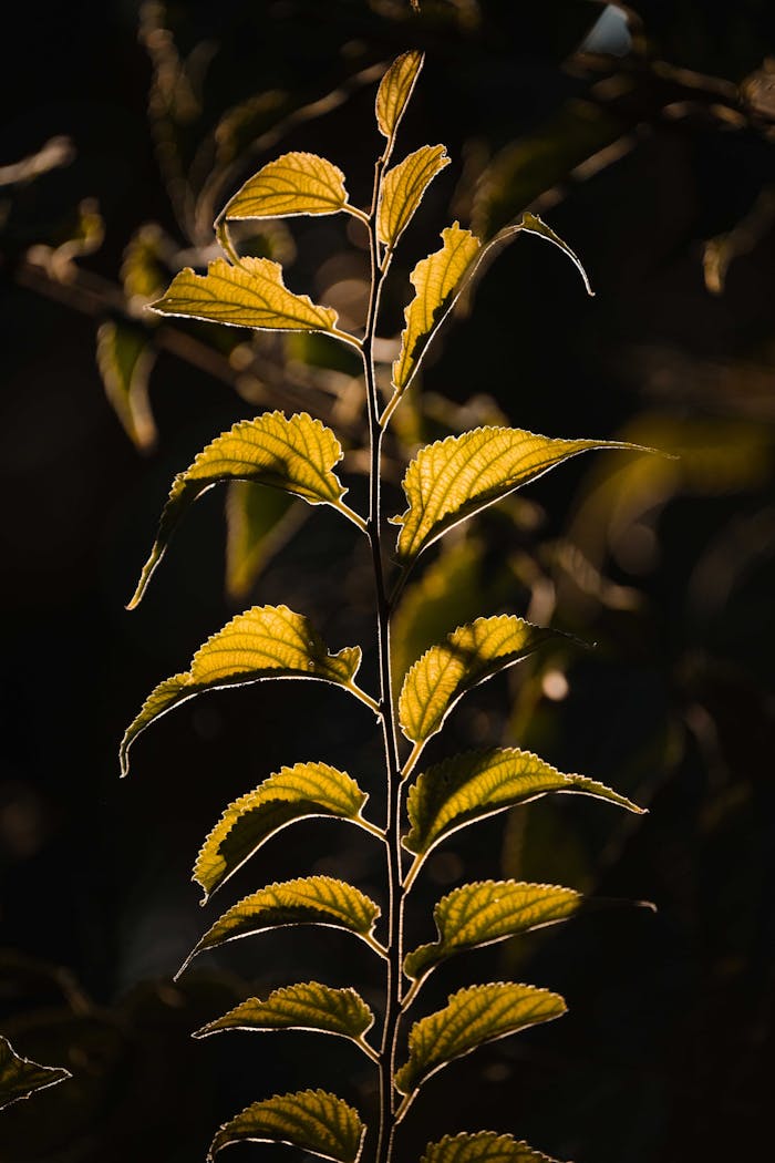 Thin long twig with green leaves growing in woods with plants and bright sunlight on sunny summer day on blurred background