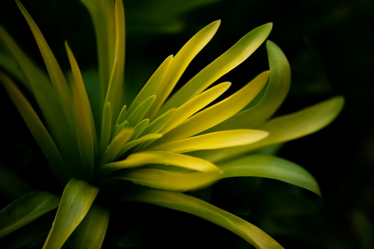 Macro shot of green succulent leaves with blurred background, emphasizing nature's detail.