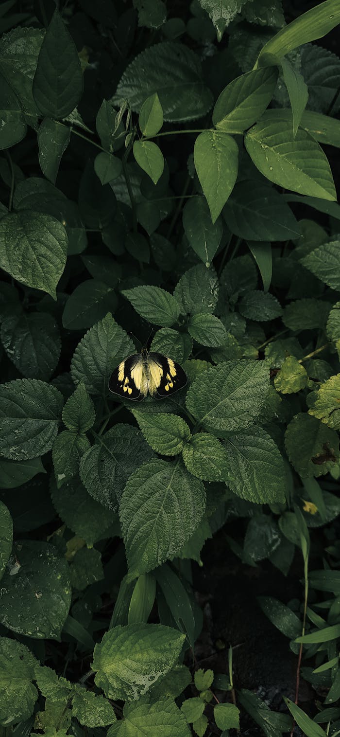 From above of exotic butterfly sitting on fresh green leaves of lush plant growing in forest